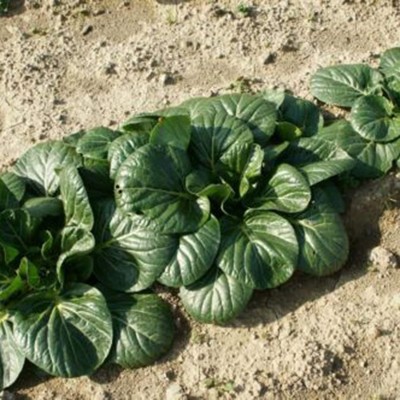 CYBEXIS Dwarf Pak Choi Crop Seeds-100 Seeds Seed(100 per packet)