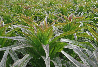 CYBEXIS Organic Pink Asparagus Lettuce Seeds400 Seeds Seed(400 per packet)