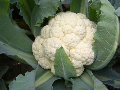 CYBEXIS Non-GMO Snowball Cauliflower Seeds 500 Seeds Seed(500 per packet)