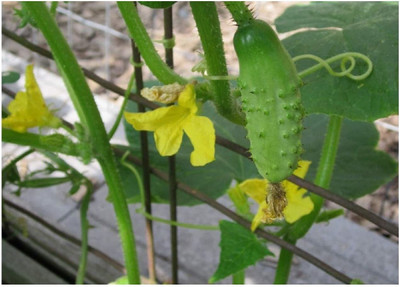 Qualtivate ® Cucumber Gherkin Seeds Seed(500 per packet)