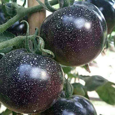 Aywal Black Tomato F1 Hybrid Heirloom Seed(20 per packet)