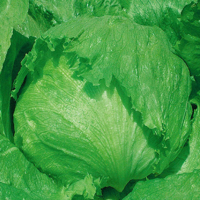 CYBEXIS Little Gem Lettuce Iceberg Seeds4000 Seeds Seed(4000 per packet)