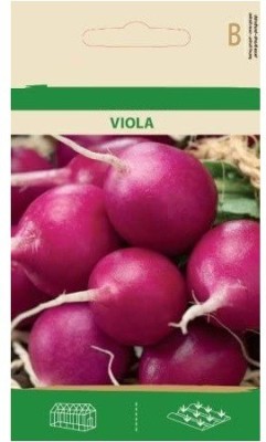 CYBEXIS Radish Violet Seeds2400 Seeds Seed(2400 per packet)