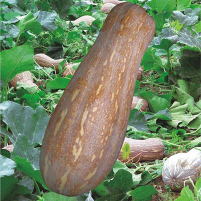 CYBEXIS Fresh Gourd Sweet Long Pumpkin Squash Seeds 400 Seeds Seed(400 per packet)