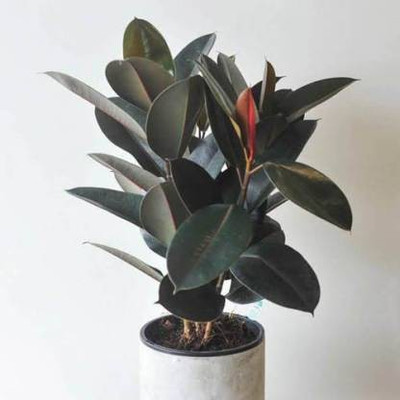 InGreen Rubber Tree(Hybrid, Pack of 1)