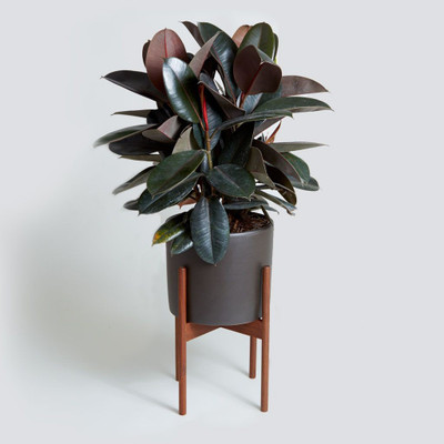InGreen Rubber Tree(Hybrid, Pack of 1)