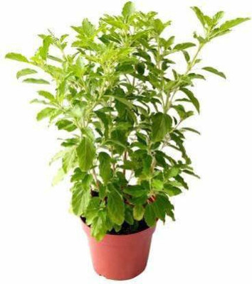 Aquinnah Graden Hibiscus Plant(Hybrid, Pack of 1)