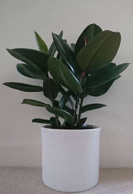 PlantQuipo Rubber Tree(Hybrid, Pack of 1)