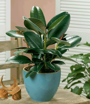 GreenyOn Rubber Tree(Hybrid, Pack of 1)