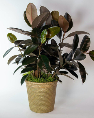 InGreen Rubber Tree(Hybrid, Pack of 1)