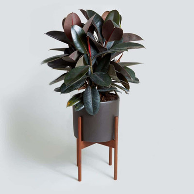 PlantQuipo Rubber Tree(Hybrid, Pack of 1)