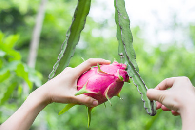 Mozette Hybrid Dragon fruit Seed(70 per packet)