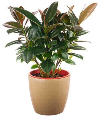 EliteGreen Rubber Tree(Hybrid, Pack of 1)