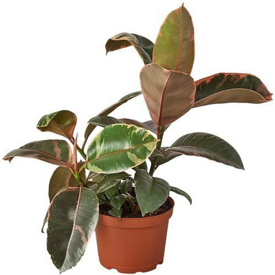 InGreen Rubber Tree(Hybrid, Pack of 1)