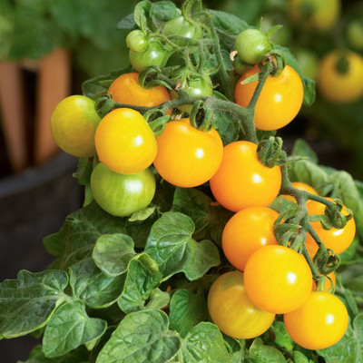 FERNSFLY® Cherry Tomato Yellow Vegetables Seeds for Home and Garden seeds Pack for Gardening and planting. Seed(30 per packet)