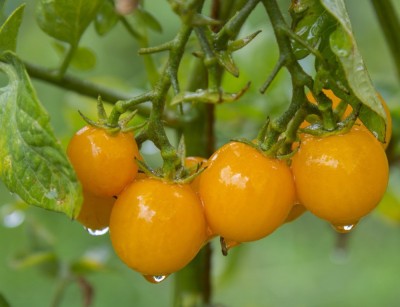 Green World GOLD CURRENT CHERRY TOMATO/ LAAL TAMATAR FOR KITCHEN GARDENING SEEDS (100 SEEDS) Seed(100 per packet)