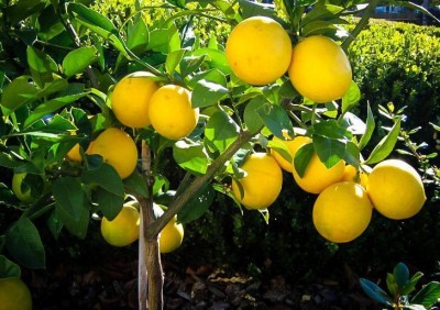 Aquinnah Graden Lemon Plant(Hybrid, Pack of 1)