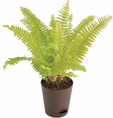 Evergreen Fern Plant(Hybrid, Pack of 1)