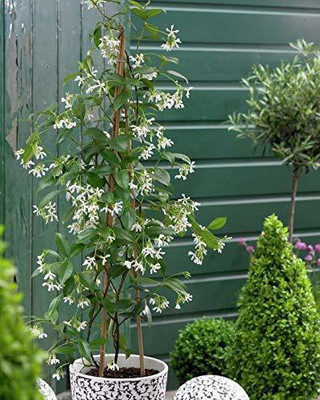 Starlink Jasmine Plant(Pack of 1)