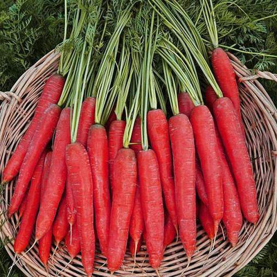 XOLDA Red Carrot / Desi Seed(41 per packet)
