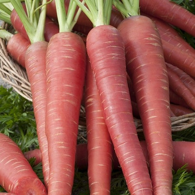 XOLDA Red Carrot / Desi Seed(36 per packet)