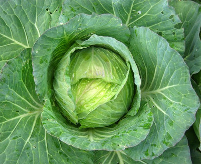 Paudha Cabbage Hybrid Seed(40 per packet)
