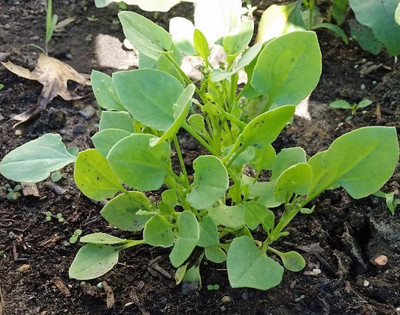 Paudha Chukka Kura/Sorrel Seed(10 per packet)