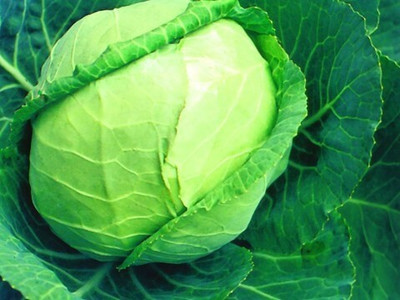 Paudha Cabbage Hybrid Seed(55 per packet)