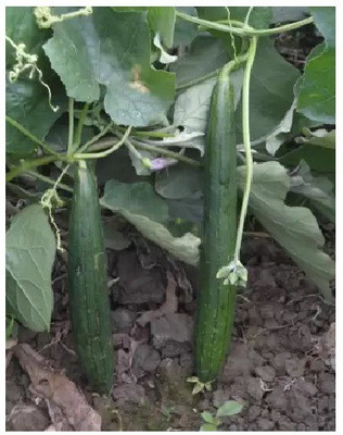 gorgeous moment Sponge Gourd Seed(10 per packet)