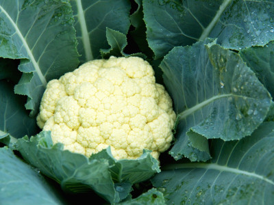 XOLDA Hybrid CauliFlower Seed(42 per packet)