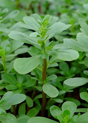 Paudha Kulfa/Purslane Seed(10 per packet)