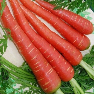 Paudha Red Carrot / Desi Seed(36 per packet)