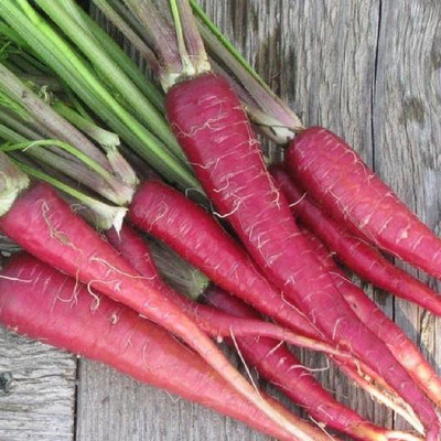 Paudha Red Carrot / Desi Seed(20 per packet)