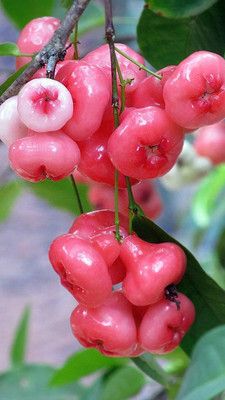 Foscos Rose apple hybrid F1 Seed(100 per packet)