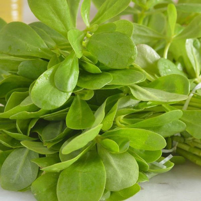 XOLDA Hybrid Kulfa/Purslane Seed(57 per packet)