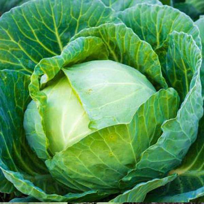 XOLDA Hybrid Cabbage Seed(17 per packet)