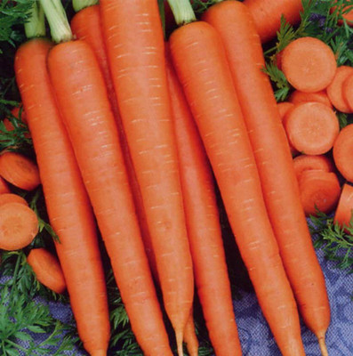 XOLDA Hybrid Carrot Seed(22 per packet)