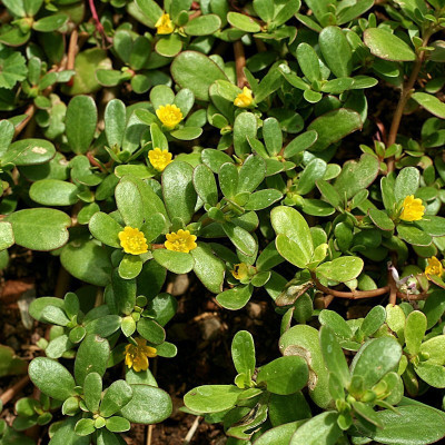 Paudha Kulfa/Purslane Seed(20 per packet)