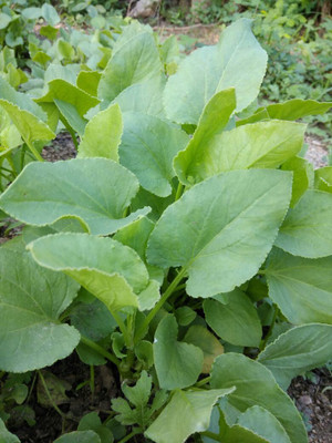 Paudha Chukka Kura/Sorrel Seed(10 per packet)