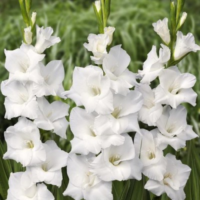 FERNSFLY® IMP. Gladiolus | Gladiola Flower Bulbs Home Outdoor Flowering Gardening Bulbs Blooming planting (Pack of 16 Alaska Gladiolus) Seed(16 per packet)