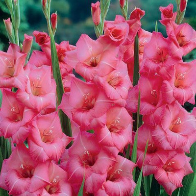 FERNSFLY® IMP. Gladiolus | Gladiola | Gladioli Flower Bulbs Home Outdoor Flowering Gardening Bulbs Blooming planting (Pack of 1 Applause Gladiolus) Seed(1 per packet)