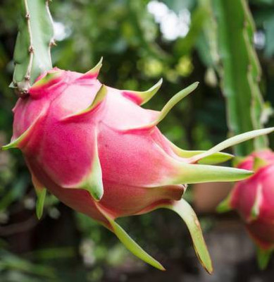 PB honey priya plant Dragon Tree(Hybrid, Pack of 1)