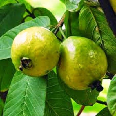 MODERN PLANT Guava Plant(Pack of 1)