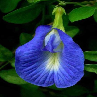 MODERN PLANT Aparajita/ Butterfly Pea Plant(Pack of 1)