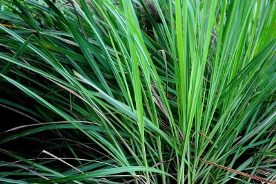 Oxygreenplant Lemon Grass Plant(Hybrid, Pack of 1)