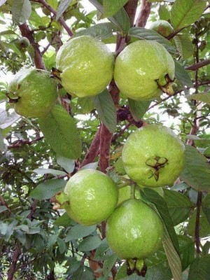 MODERN PLANT Guava Plant(Pack of 1)