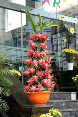 North AM Dragon Tree(Hybrid, Pack of 1)