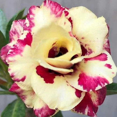 Qualtivate ™ Non-GMO Easy to Grow Mixed Type Adenium Obesum (20 Seeds) Seed(20 per packet)