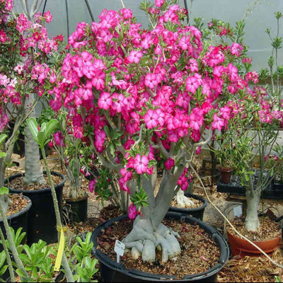Qualtivate ™ Non-GMO Easy to Grow Mixed Type Adenium Obesum (10 Seeds) Seed(10 per packet)