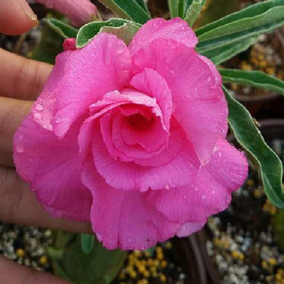 Qualtivate ™ Desert Rose Adenium Obesum Seeds(10 Seeds) Seed(10 per packet)